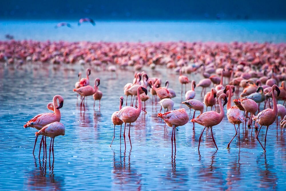 Lake Nakuru Safari